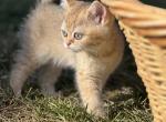 sage - Scottish Straight Kitten For Sale - 