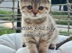 Melo - Scottish Fold Kitten For Sale - 