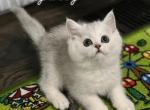 Boss - Scottish Straight Kitten For Sale - 