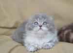 Queeny - Scottish Fold Kitten For Sale - 