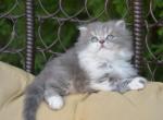 Relax - Scottish Straight Kitten For Sale - 