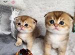 New litter - Scottish Fold Kitten For Sale - 