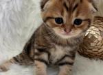 Miya - Scottish Fold Cat For Sale - North Port, FL, US