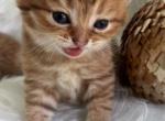 Zoe - Scottish Fold Kitten For Sale - North Port, FL, US