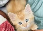 Sunny Mainecoon - Maine Coon Kitten For Adoption - Whitman, MA, US