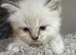 Jack - Ragdoll Kitten For Sale - 