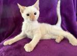 Luna - Siamese Kitten For Sale - 