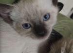 Brownie and pink - Siamese Kitten For Sale - Lakeland, FL, US