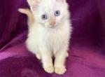 Knox - Siamese Kitten For Sale - 