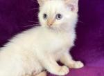 Nala - Siamese Kitten For Sale - 