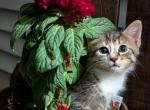 Buddy - Domestic Kitten For Sale - Barto, PA, US