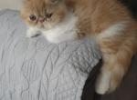 Persian Male Red White Kitten Two - Persian Kitten For Sale - Brooklyn, NY, US