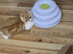 Exotic Shorthair Male Red White Kitten Two - Exotic Kitten For Sale - Brooklyn, NY, US