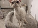 Lillie - Devon Rex Kitten For Sale - 