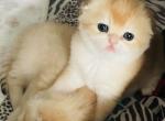 Sima - Scottish Fold Kitten For Sale - Bergenfield, NJ, US