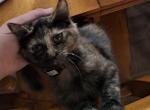 Lorelei Lee - Domestic Kitten For Adoption - Cypress, TX, US