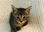 lilac FREE - Domestic Kitten For Sale - New Holland, PA, US