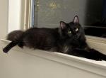 Fury - Domestic Cat For Adoption - Charleston, SC, US