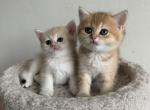 Bri babies - British Shorthair Kitten For Sale - New York, NY, US