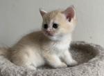 Ron - British Shorthair Kitten For Sale - New York, NY, US