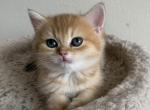 Mary - British Shorthair Kitten For Sale - New York, NY, US