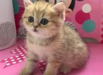 Tiger - British Shorthair Kitten For Sale - New York, NY, US