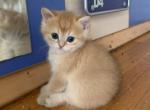 Baron - British Shorthair Kitten For Sale - New York, NY, US