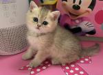 Monica - British Shorthair Kitten For Sale - New York, NY, US