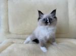 Ragdolls July 22nd - Ragdoll Kitten For Sale - Stamford, CT, US