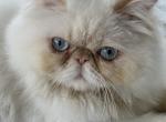 Mister Fluffy - Persian Cat For Sale - Fisher Island, FL, US