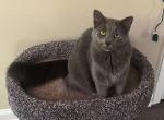 Noodle - Nebelung Cat For Adoption - Statesboro, GA, US