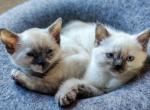 Spice and Pumpkin - Siamese Kitten For Sale - 