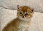 Fernando - British Shorthair Kitten For Sale - 