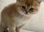 Princess - British Shorthair Kitten For Sale - Englewood, CO, US