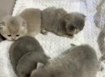 O&Donald litter - British Shorthair Kitten For Sale - Englewood, CO, US