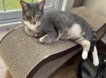 Theodore - Domestic Cat For Adoption - Holmdel, NJ, US