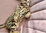 Sahara - Bengal Kitten For Sale - Portland, OR, US