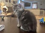 Maine Coon Two kittens left - Maine Coon Kitten For Sale - Augusta, ME, US