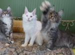 Buckeye - Maine Coon Kitten For Sale - Susanville, CA, US