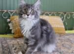 Willow - Maine Coon Kitten For Sale - 