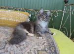 Apple - Maine Coon Kitten For Sale - Susanville, CA, US