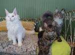 Birch - Maine Coon Kitten For Sale - 