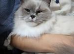 Abigail - Ragdoll Cat For Sale/Service - Narvon, PA, US