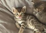 Bell - Bengal Kitten For Sale - Concord, NH, US