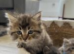 Puffs litter - Maine Coon Kitten For Sale - Southwick, MA, US