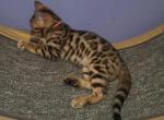 Brown - Bengal Kitten For Sale - Tallahassee, FL, US