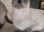 pumpkin - Siamese Kitten For Sale - MA, US