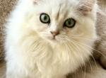 Angel - Scottish Straight Kitten For Sale - 