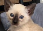 Sweetie - Siamese Kitten For Sale - Brooklyn, NY, US