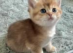 Xander Boy Golden Shaded - British Shorthair Kitten For Sale - 